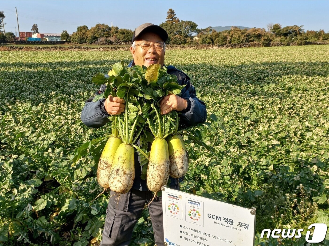 본문 이미지 - 제주 서귀포시 성산읍 고성리의 정맹선씨(74)가 수확한 무를 들어보이고 있다. ⓒ News1