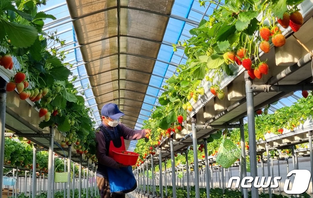 경북 포항시 북구 흥해읍 한 딸기체험농장에서 딸기를 수확하고 있다.&#40;기사와 사진은 관계없음&#41; 2022.1.12/뉴스1 ⓒ News1 최창호 기자