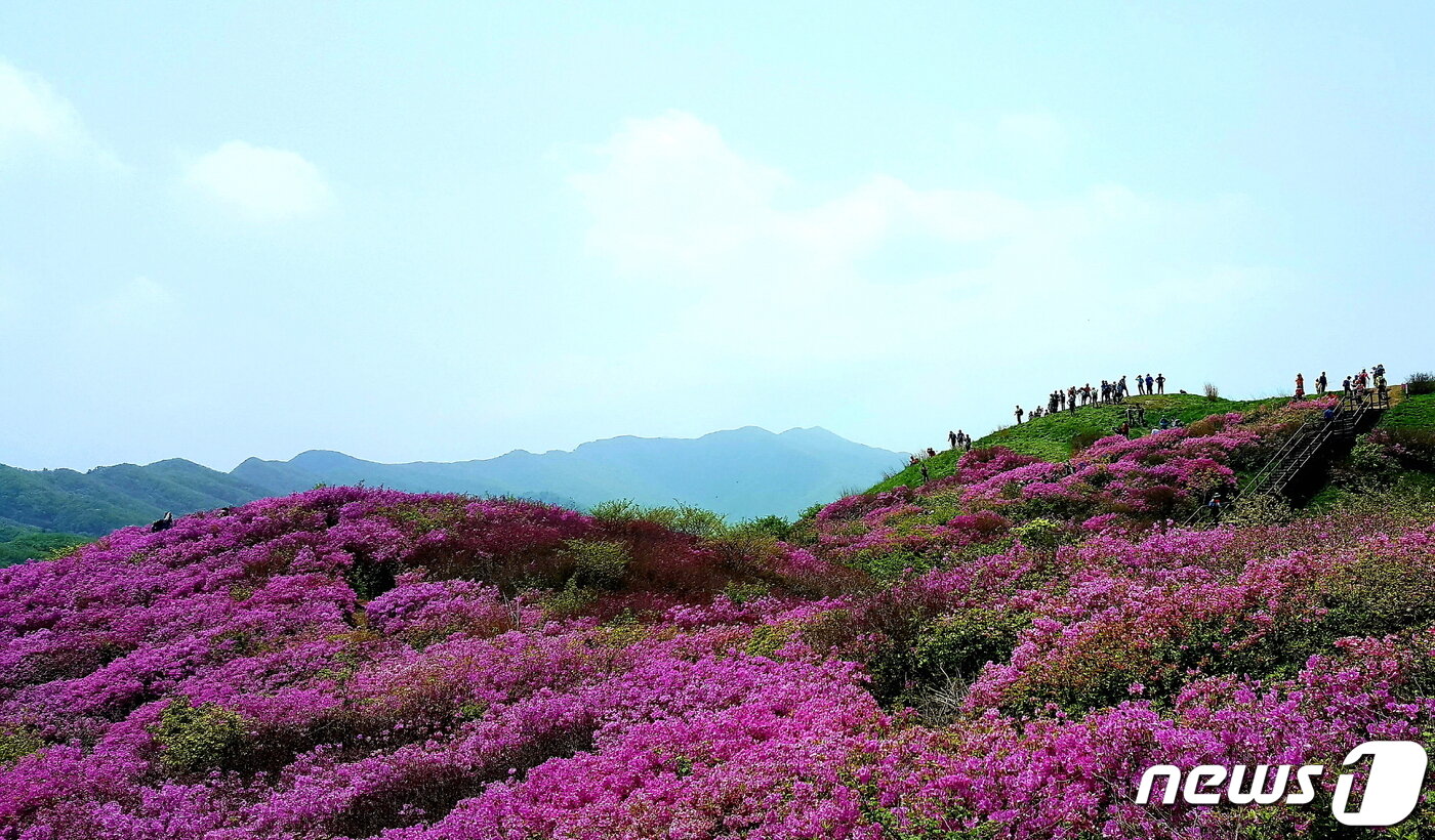 본문 이미지 - 팔랑치 철쭉. 매년 5월 말 6월 초에 바래봉에서 팔랑치까지 진분홍 산철쭉이 뭉게뭉게 군락을 이루는 장관이 연출된다. (사진 채현진) ⓒ 뉴스1