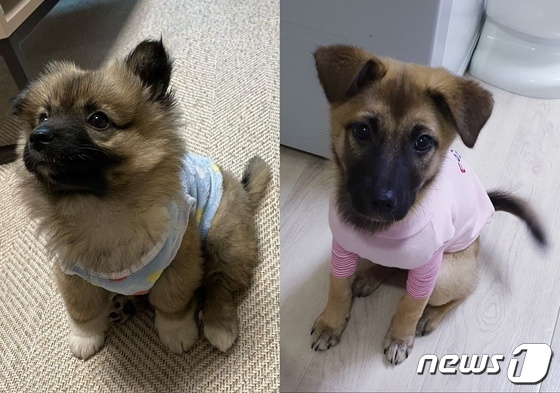 해외 입양이 결정돼 이동봉사자를 기다리고 있는 강아지 금이(왼쪽)와 옥이(비구협 제공) © 뉴스1