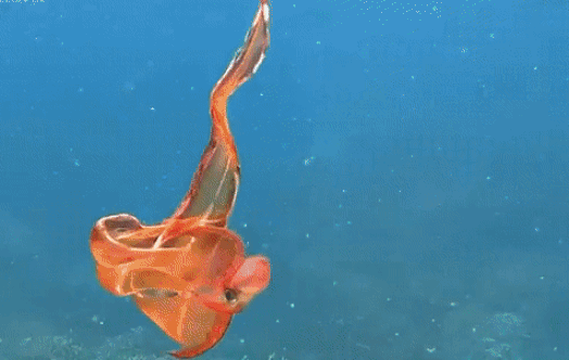 본문 이미지 - 최근 호주에서 발견된 암컷 담요 문어. (유튜브 갈무리) ⓒ 뉴스1