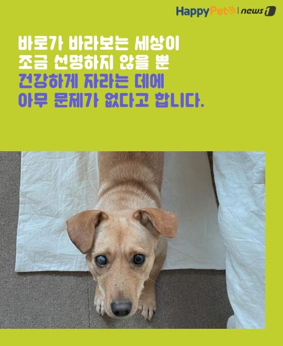 본문 이미지 -  
