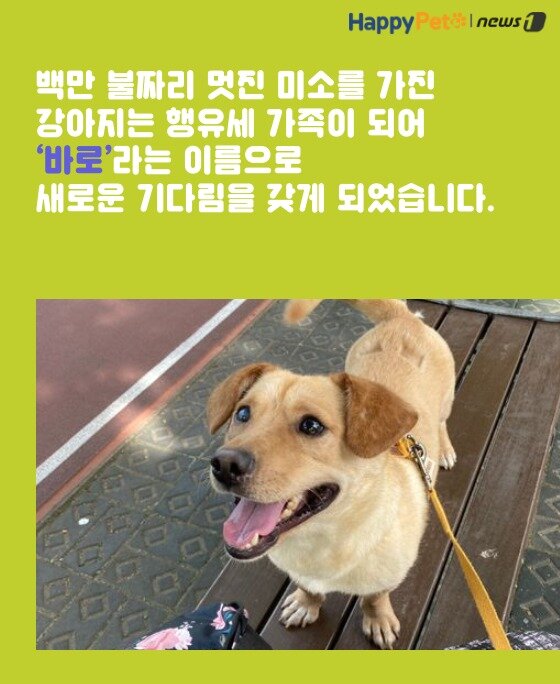 본문 이미지 - *행유세- 안락사 없는 &#39;행복한 유기견 세상&#39; 보호소 *