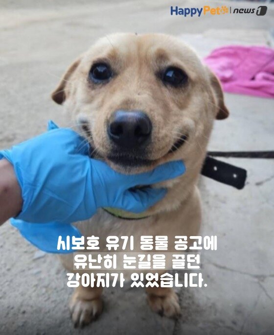 본문 이미지 -  