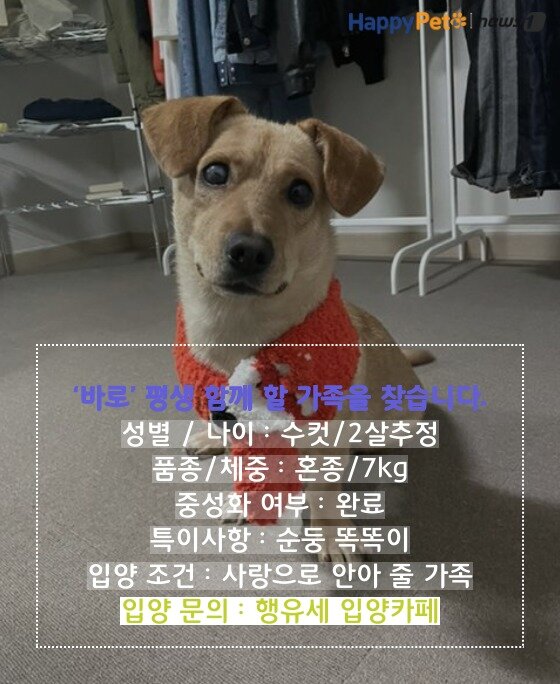 본문 이미지 - 카드뉴스 제작툴_tyle.io ⓒ 뉴스1  