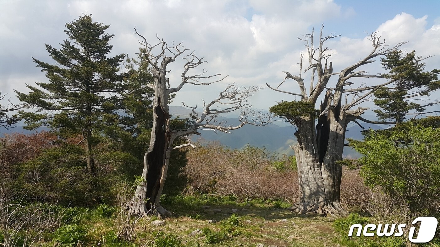 본문 이미지 - 태백산 주목의 여름. 위로 솟구치는 청년주목 옆에서 천년 세월의 잔가지를 옆으로 뉘이고 있는 노인주목. ⓒ 뉴스1