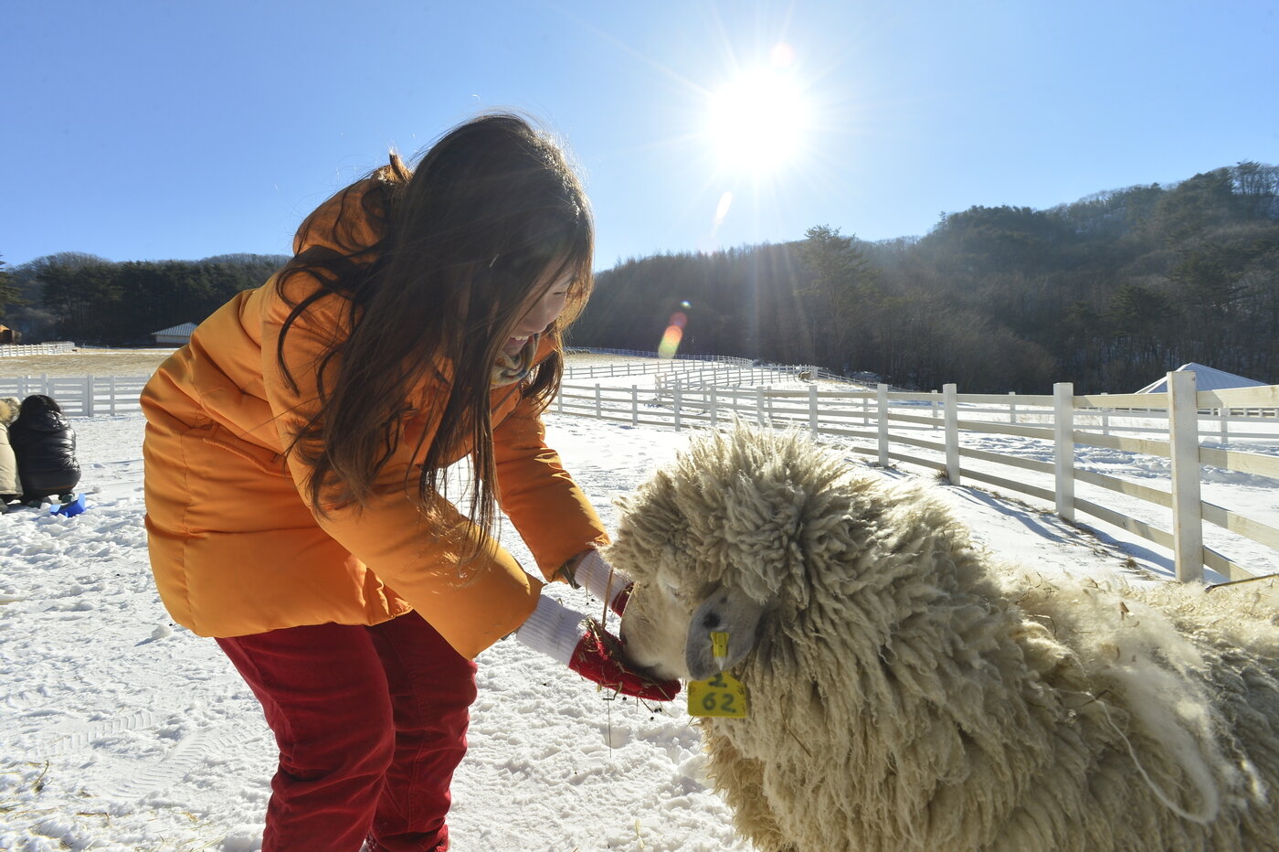 본문 이미지 - 하늘목장 먹이주기체험. 하늘목장 제공