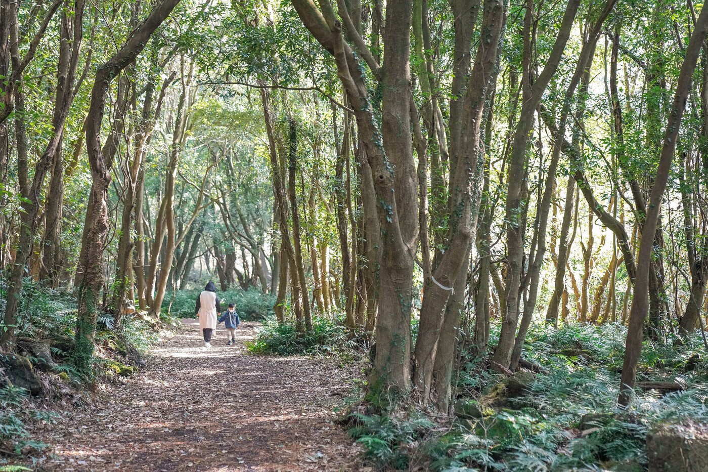 본문 이미지 - 한겨울에 만나는 초록빛 곶자왈