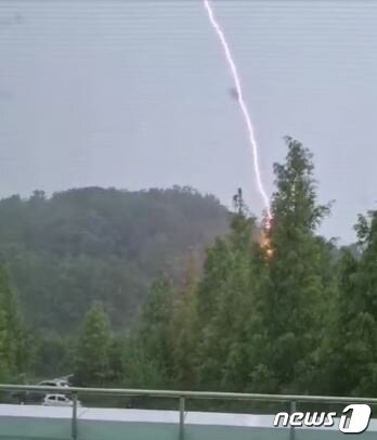 본문 이미지 - 메타세쿼이아가 벼락 맞는 장면(경남도 제공)ⓒ 뉴스1