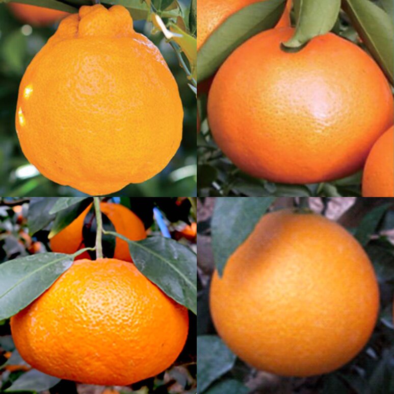 본문 이미지 - (시계 방향으로) 한라봉, 천혜향, 레드향, 황금향.(제주도 농업기술원 제공)ⓒ 뉴스1