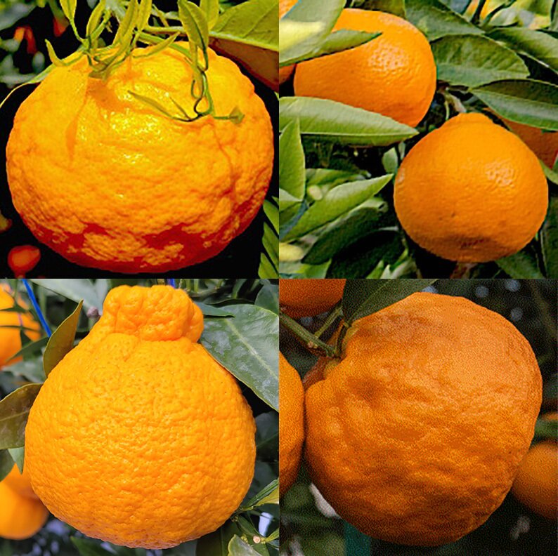 본문 이미지 - (시계 방향으로) 카라향, 가을향, 써니트, 윈터프린스(제주도 농업기술원 제공)ⓒ 뉴스1