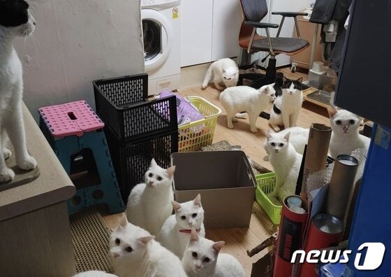 주안고양이 분양 원룸, 자취방에서도 반려동물 좋아해요(인하대)