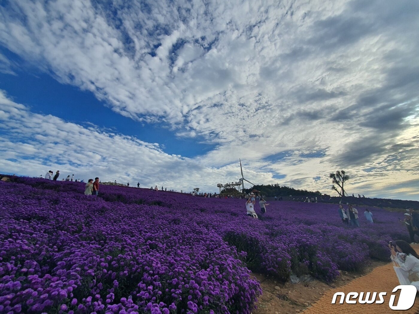 1일 오전 경남 거창군 신원면 감악산 정상을 찾은 나들이객들이 보랏빛 아스타꽃을 배경으로 인증샷을 찍고 있다.2022.10.1/뉴스1 강정태 기자