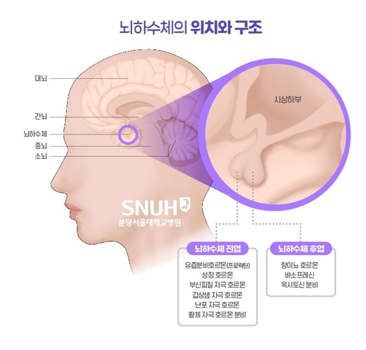 본문 이미지 - (분당서울대병원 제공)