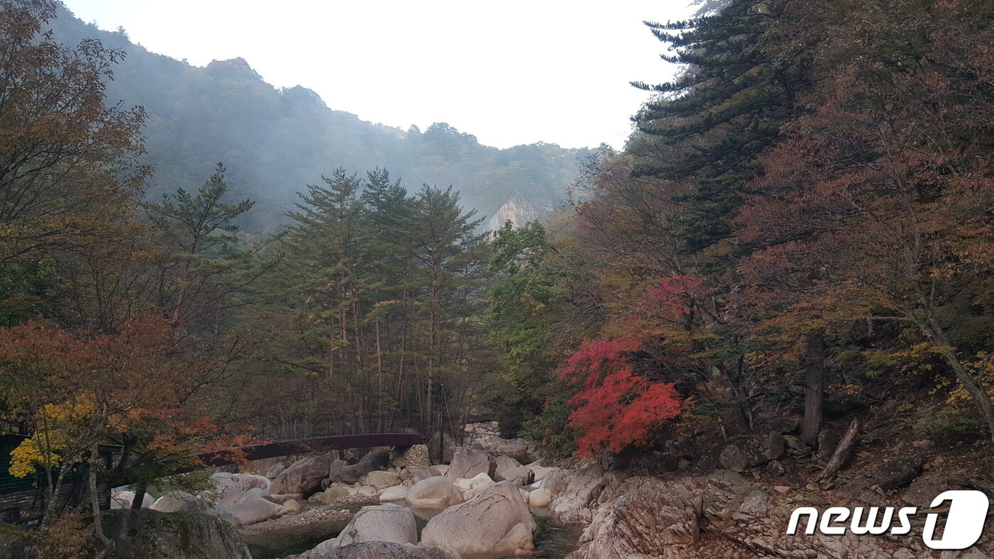 본문 이미지 - 본격 가을 단풍철이 시작된 13일 설악산국립공원 수렴동 일대에 단풍이 물들고 있다. (설악산국립공원사무소 제공) 2022.10.13 /뉴스1