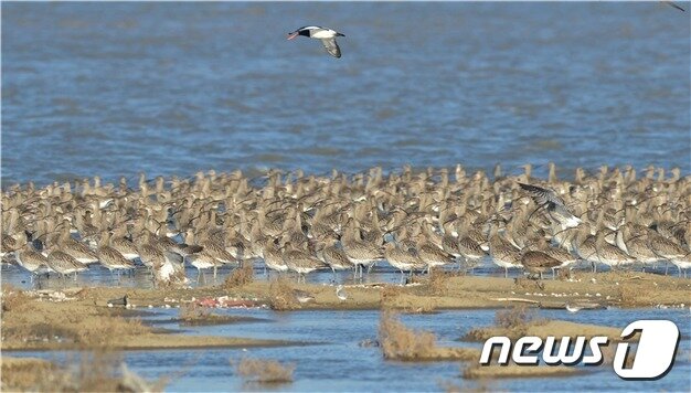 본문 이미지 - 서천갯벌에서 휴식중인 알락꼬리마도요 위를 비행중인 검은머리물떼새. (충남지속가능발전협의회 제공)
