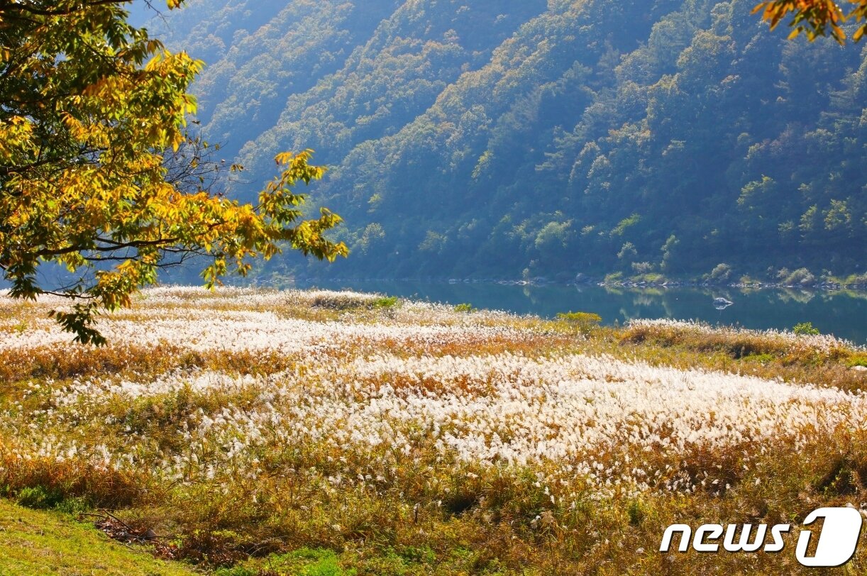 본문 이미지 - 단양 가곡면 덕천리부터 향산리까지 10.8㎞ 구간에 펼쳐진 갈대밭.