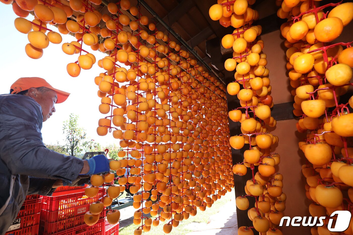 본문 이미지 - 경북 상주시 외남면 상주곶감공원에서 주민들이 곶감을 만들기 위해 올해 수확한 둥시 감을 깎아 타래에 주렁주렁 매달고 있다. 2022.10.19 ⓒ 뉴스1 공정식 기자