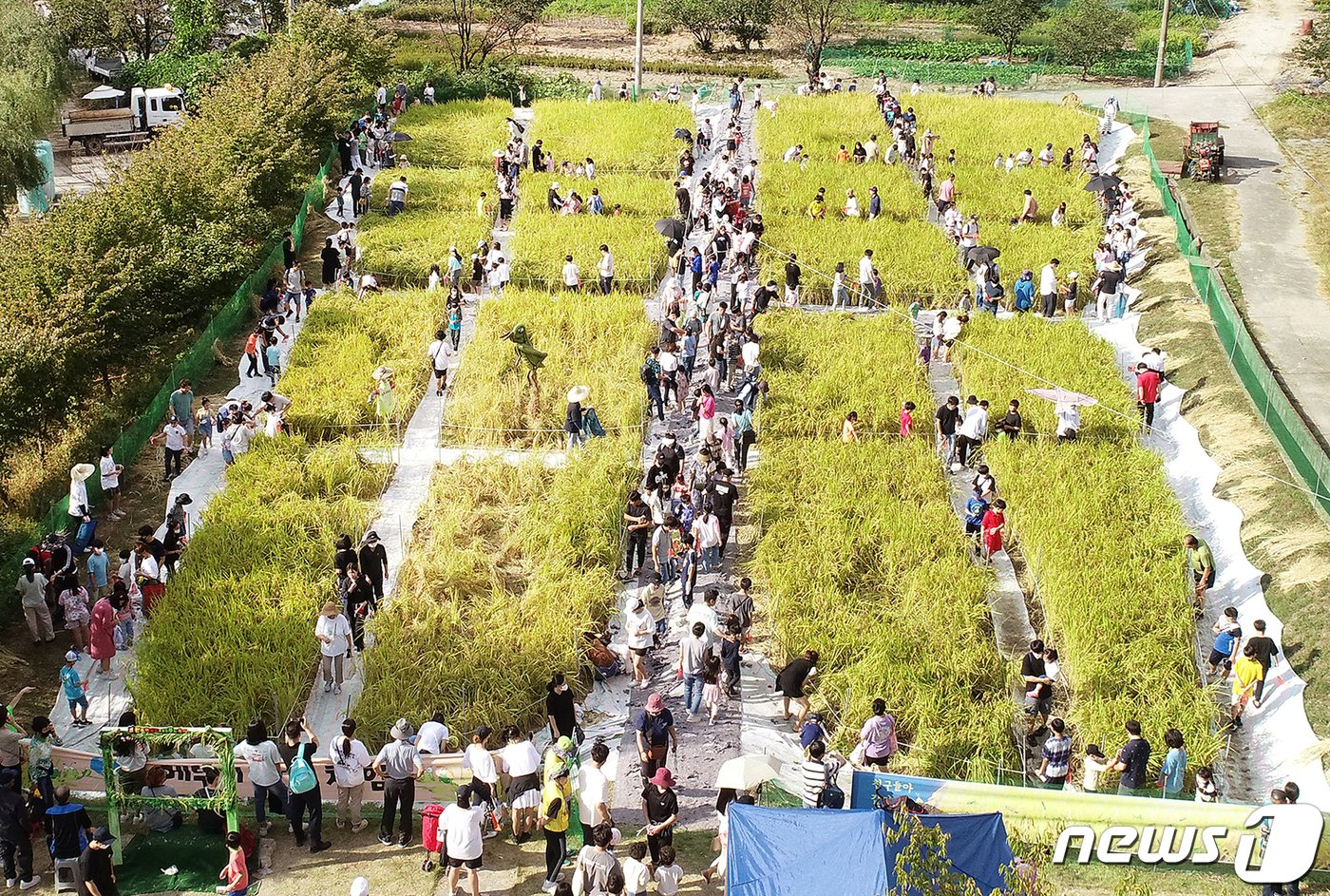 본문 이미지 - 완주군 고산면 고산휴양림 일원 열린 메뚜기 잡기 체험. 지난해 축제 모습  (완주군 제공)/뉴스1