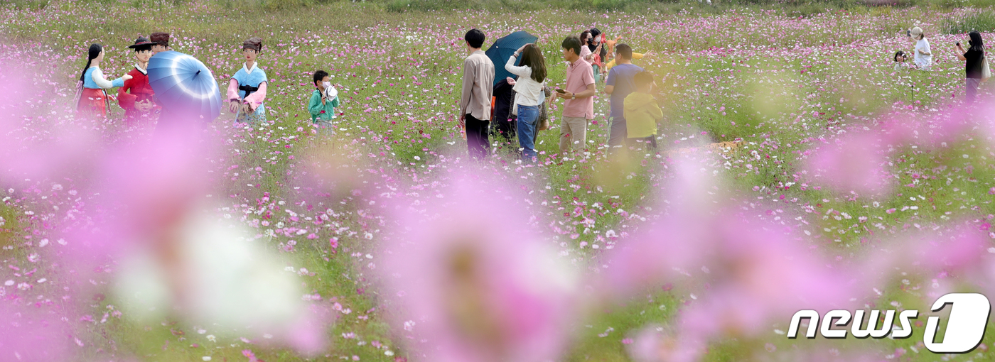 (김제=뉴스1) 유경석 기자 = 김제 지평선 축제가 한창인 2일 전북 김제시 벽골제를 찾은 방문객들이 코스모스존에서 사진을 찍으며 축제를 즐기고 있다. 2022.10.2/뉴스1