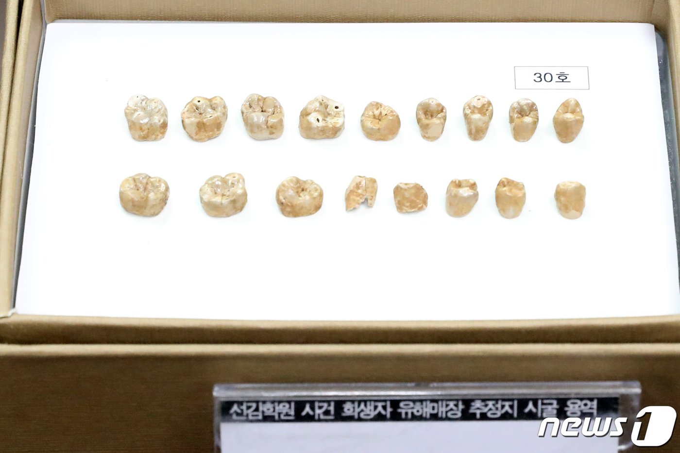 본문 이미지 - 20일 오전 서울 중구 진실·화해를위한과거사정리위원회에서 열린 '선감학원 아동 인권침해사건 진실규명 결정 발표 기자회견'에 희생자로 추정되는 분묘에서 나온 치아 및 단추 들이 탁자 위에 놓여있다. 진실·화해를위한과거사정리위원회는 이날 기자회견을 통해 선감학원 사망자가 최소 140~150명에 이르며, 아동 사망자도 기존에 알려진 24명보다 5명 더 많은 29명인 것으로 드러난 것으로 확인됐다고 밝혔다. 또한 부랑아 단속 규정의 위헌‧위법성, 선감학원 단속·수용 과정의 인권침해, 선감학원 운영과정의 인권침해, 퇴소 이후 트라우마 등 총체적 삶의 피해, 아동 암매장 유해 확인 등을 규명했다고 발표했다. 2022.10.20/뉴스1 ⓒ News1 이승배 기자