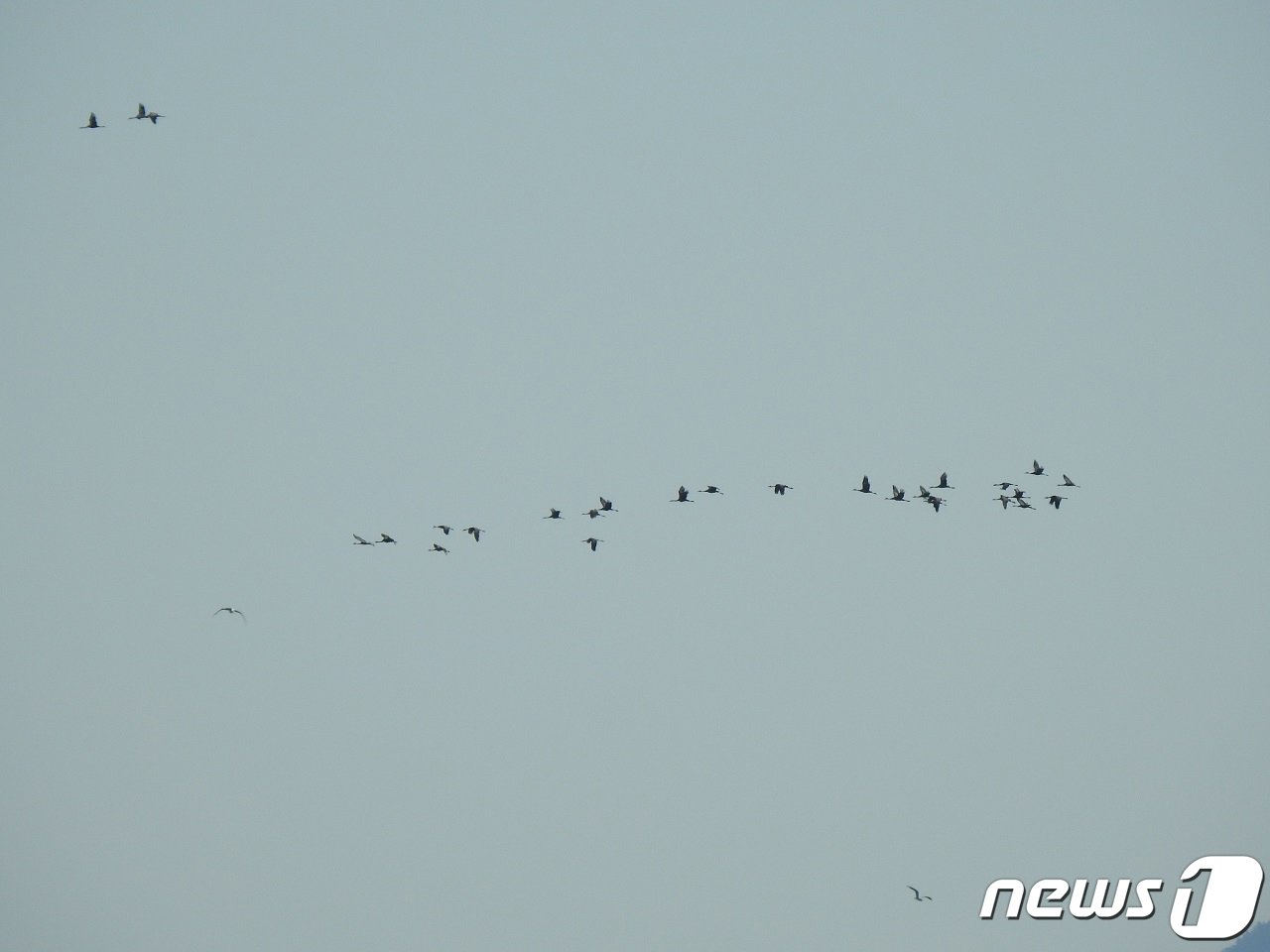 본문 이미지 - 19일 오후 전남 순천만 일대 상공에서 올해 첫 관찰된 천연기념물 순천시 시조 흑두루미 무리.&#40;순천시 제공&#41;2022.10.20/뉴스1 ⓒ News1 김동수 기자