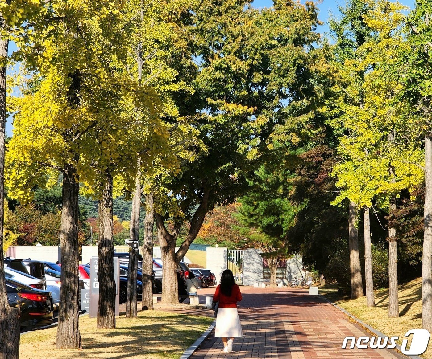 충남 아산 현충사 입구의 단풍 나무가 서서히 물들고 있다.