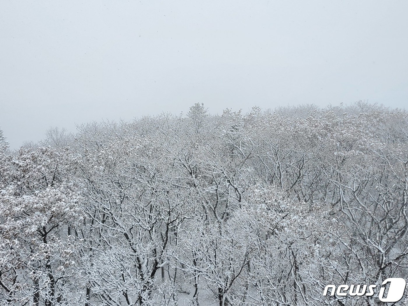 강원북부산지에 대설주의보가 발효된 24일 강원 오대산 노인봉&#40;1388m&#41; 인근에 눈이 내려 있다. 오대산국립공원사무소에 따르면 이날 오후 1시 기준오대산의 적설량은 약 5㎝ 정도다. 오대산 인근 아침 최저기온은 영하 2.9도까지 떨어졌다.&#40;오대산국립공원사무소 제공&#41; 2022.10.24/뉴스1