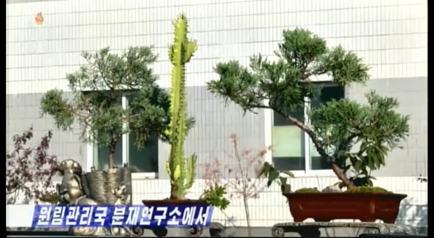 본문 이미지 - 조선중앙TV가 24일 "최근 분재에 대한 사회적 관심이 높아지고 있다"고 보도했다. (조선중앙TV 갈무리)ⓒ News1
