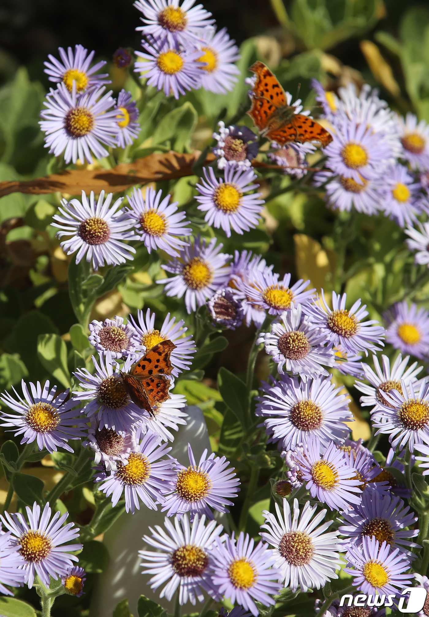 (경산=뉴스1) 공정식 기자 = 독도의 날인 25일 영남대학교 경산캠퍼스 독도자생식물원에 독도를 상징하는 '해국'이 만개해 눈길을 끌고 있다.연한 자주색 꽃이 피는 해국은 독도의 …