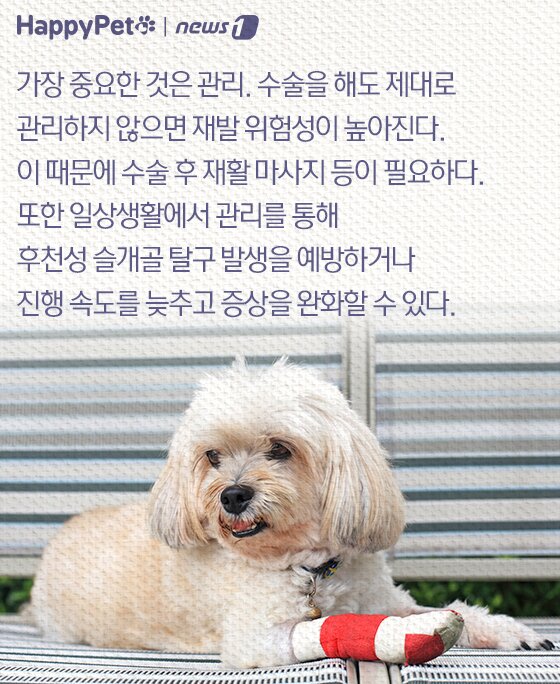 본문 이미지 - 슬개골 탈구 펫카드
