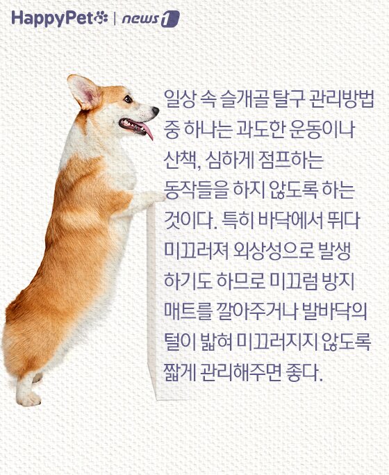 본문 이미지 - 슬개골 탈구 펫카드