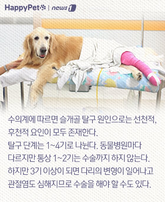 본문 이미지 - 슬개골 탈구 펫카드