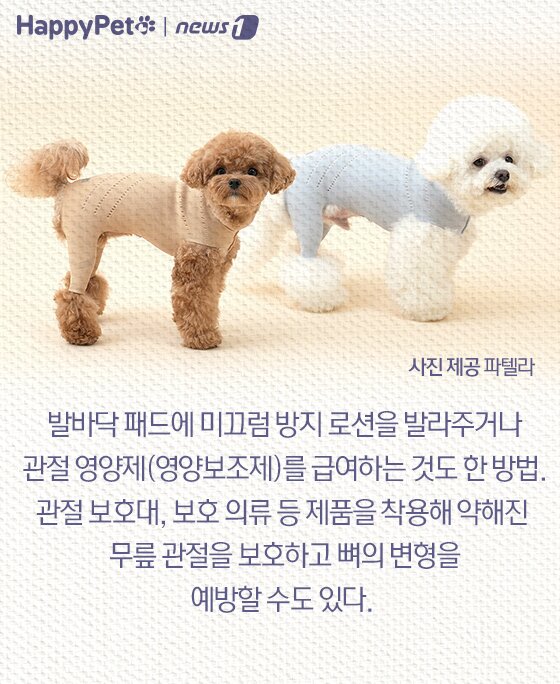 본문 이미지 - 슬개골 탈구 펫카드