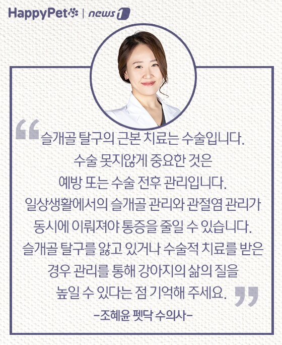 본문 이미지 - 슬개골 탈구 펫카드