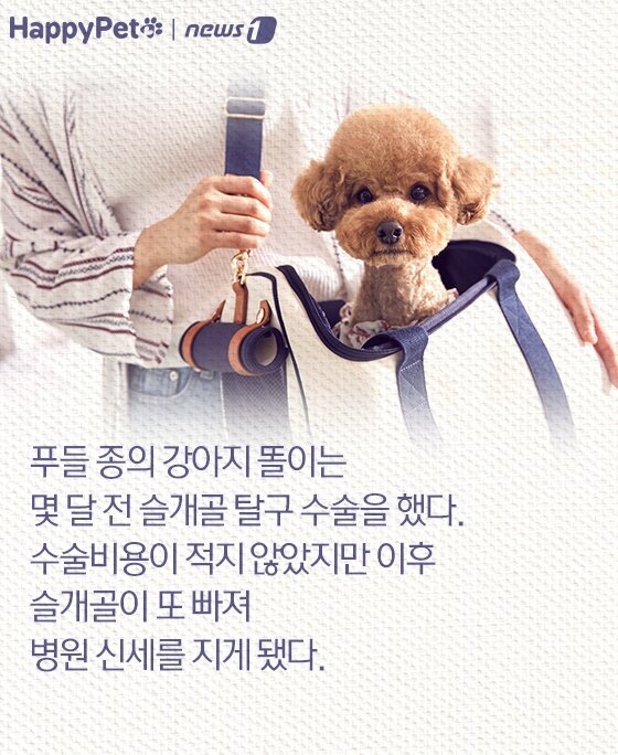본문 이미지 - 슬개골 탈구 펫카드