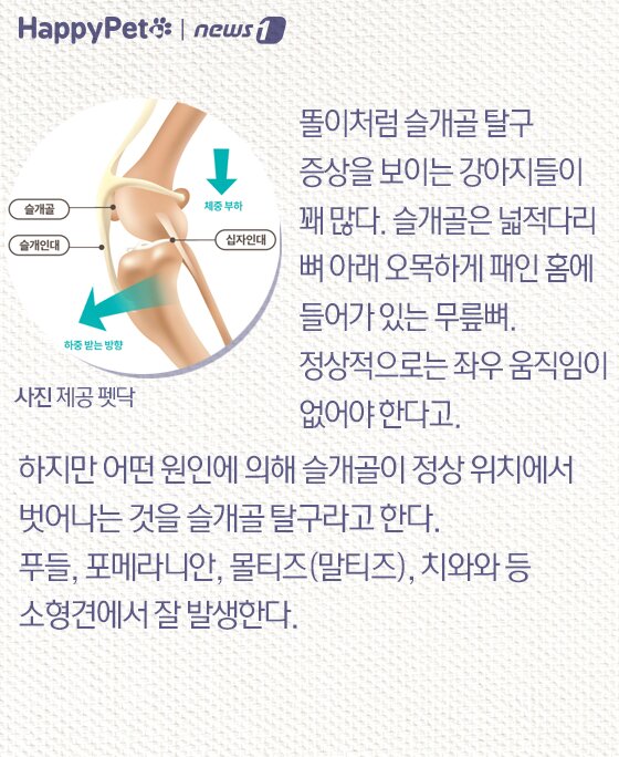 본문 이미지 - 슬개골 탈구 펫카드
