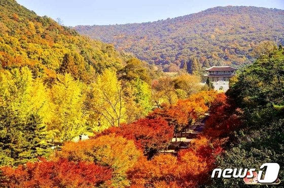 포토 北] 금빛으로 물든 평양…'가을 풍경' 자랑한 북한 - 뉴스1
