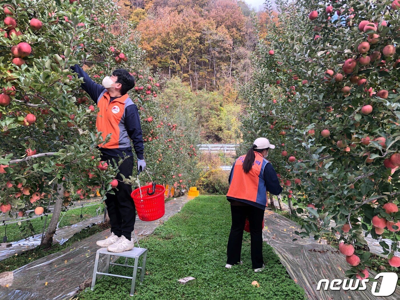본문 이미지 - 양구지역 과수농가 일손돕기 봉사활동.(한국전력 강원본부 제공) 2022.10.29/뉴스1