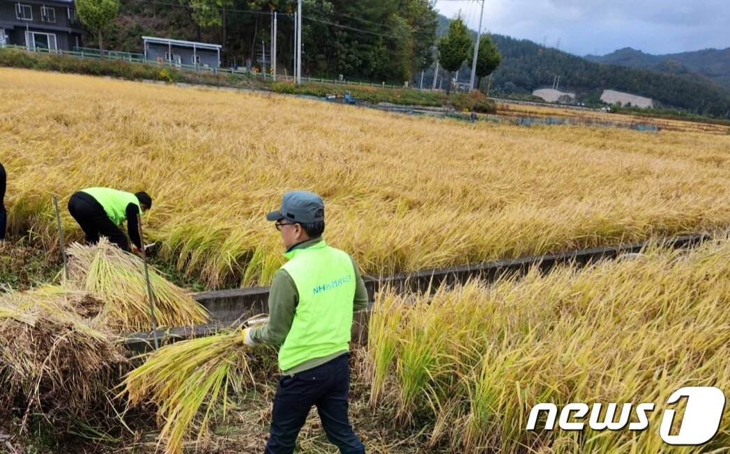 본문 이미지 - 농촌일손돕기.(농협 강원지역본부 제공) 2022.10.29/뉴스1