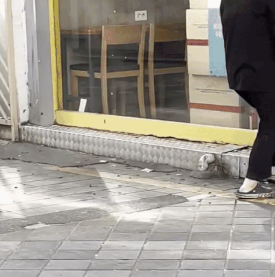 본문 이미지 - 31일 오후 서면 거리에 출몰한 바퀴벌레 떼. (온라인 커뮤니티 갈무리)