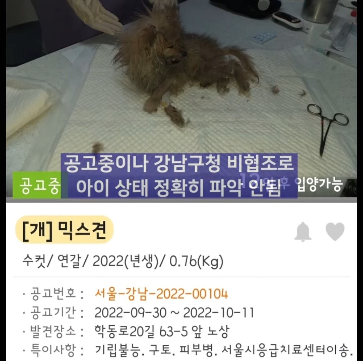 본문 이미지 - 깡마른 상태로 발견돼 몸도 제대로 가누지 못했던 유기견. (동물권단체 케어)