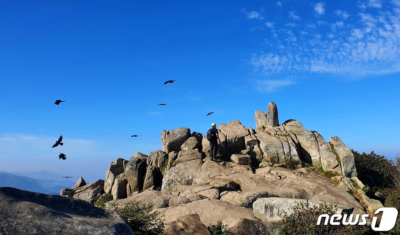 본문 이미지 - 고당봉 풍경1. 탐방객이 정상석 가까이 가자 까마귀들이 일제히 날아오른다.