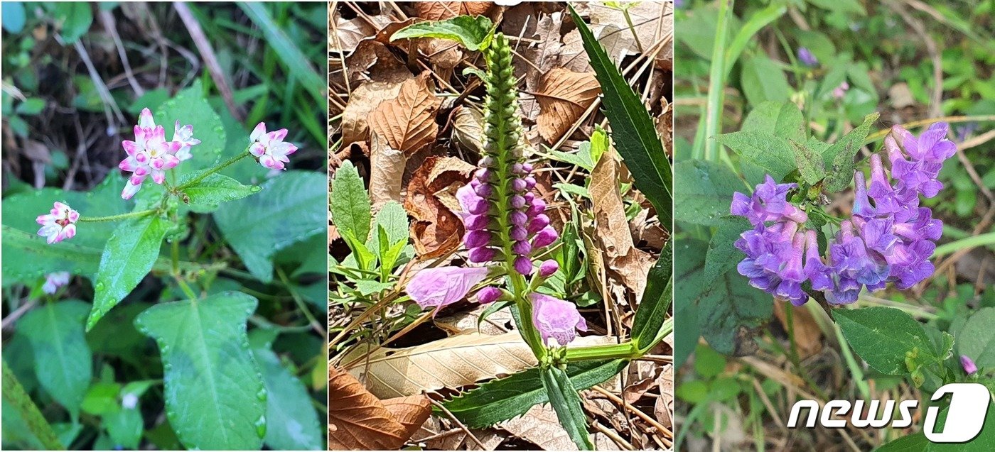 본문 이미지 - 금정산의 야생화. 왼쪽 고마리. 습지에 무성하게 자라고, 새끼손톱보다 작은 꽃이 무리지어 핀다. 가운데 꽃범의꼬리. 꽃대가 범의 꼬리처럼 길게 휘어진다. 오른쪽 나비나물. 마주 나는 2개의 잎이 나비의 날개처럼 보인다.