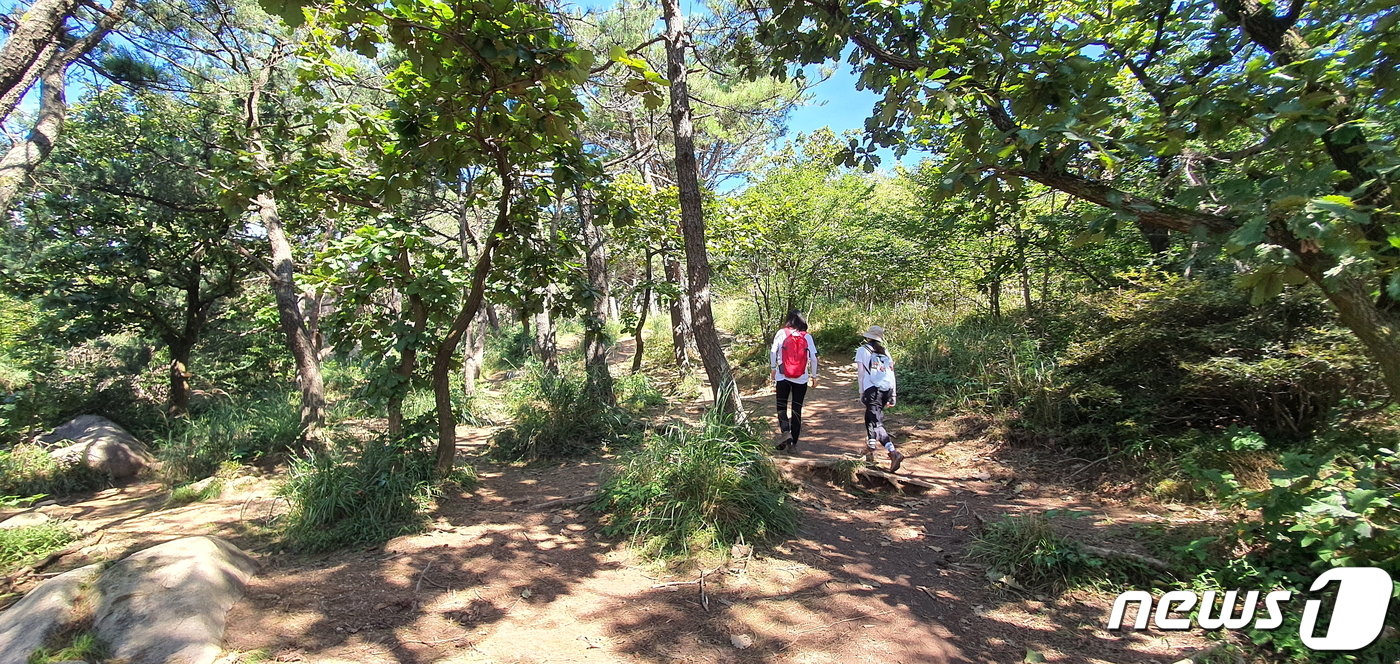본문 이미지 - 계속 넓어지는 등산로. 오고가는 사람이 교차할 수 있는 폭만 남기고, 자연으로 돌려주었으면 한다.