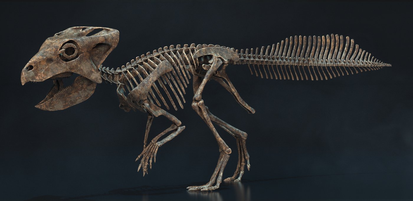 본문 이미지 - 골격 복원도. (화성시 제공)  