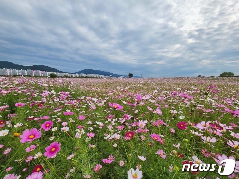 본문 이미지 - 김해 대동생태체육공원 코스모스 꽃밭. (김해시 제공)