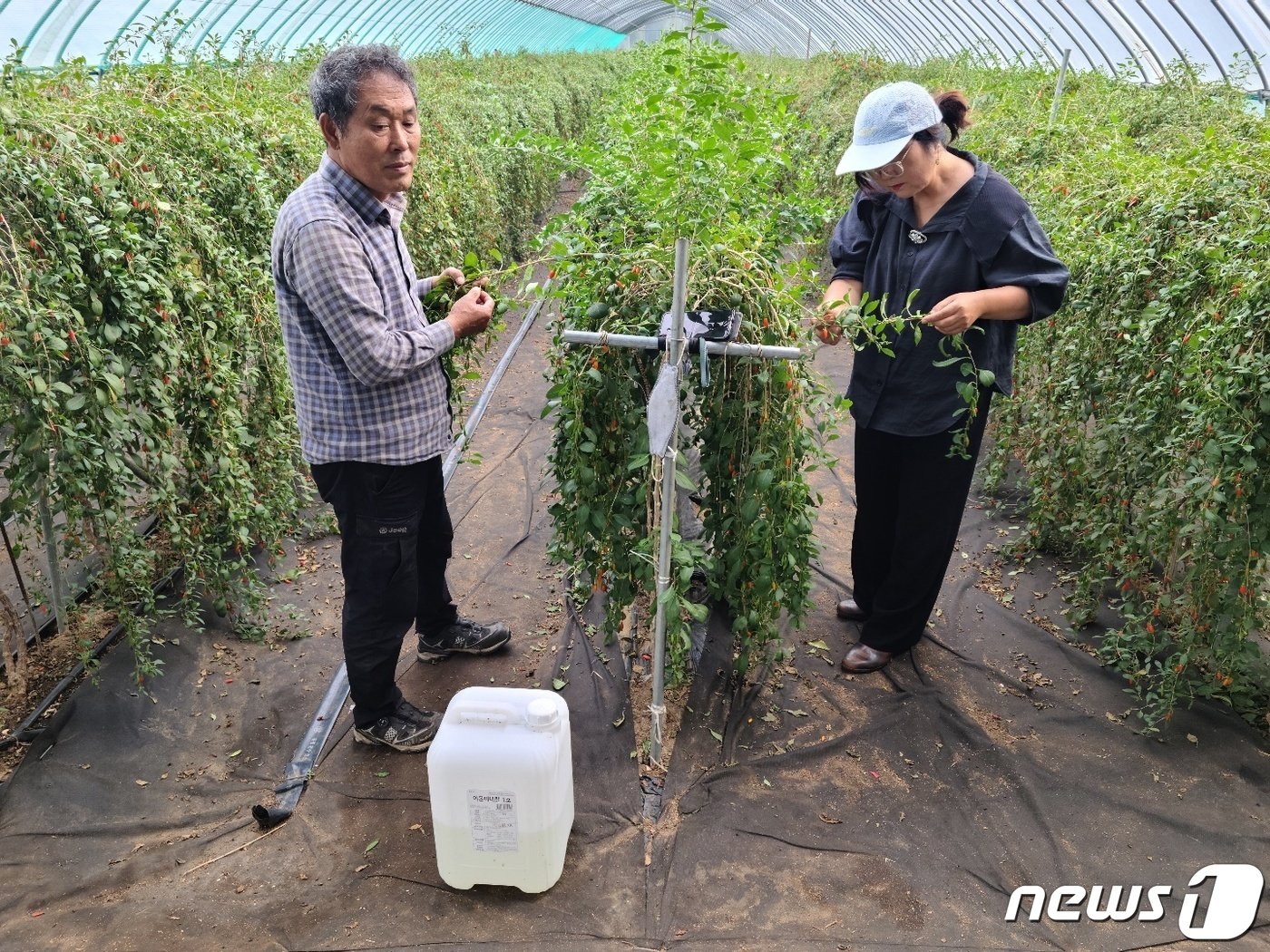 엄대섭씨와 아내인 유지영 대표가 구기자를 손보고 있다. 