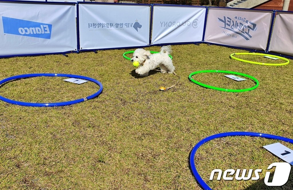 본문 이미지 - 8일 강원 춘천시 강아지숲 테마파크에서는 '2022 도그페스타'가 진행됐다. ⓒ 뉴스1 최서윤 기자