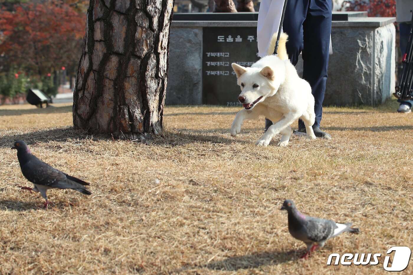 본문 이미지 - 10일 오후 대구 북구 경북대학교 수의과대학 부속동물병원 앞에서 산책을 나온 풍산개 암컷 '곰이'가 비둘기를 발견하고 쫓으려 하고 있다. 2022.11.10/뉴스1 ⓒ News1 공정식 기자